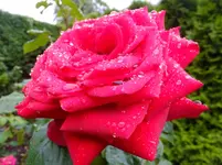 DSCF9198.webp