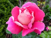 DSCF9214.webp