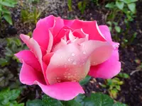DSCF9205.webp