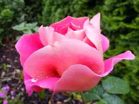 DSCF9207.webp