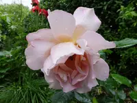 DSCF9210.webp