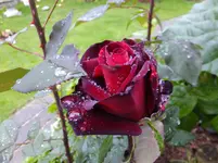 DSCF9247.webp