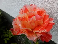 DSCF9233.webp