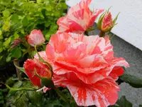 DSCF9234.webp