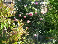 IMG_4937-001.webp