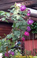 IMG_4939-001.webp