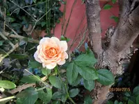 IMG_4946-001.webp