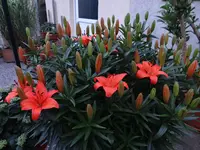 DSC01731.webp