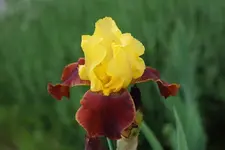 Andalou.webp