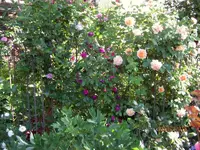 IMG_4963-001.webp