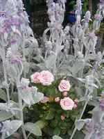 Wollziest mit Rose.webp
