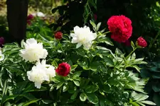 DSC01944.webp