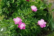 DSC01946.webp