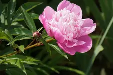 DSC01947.webp