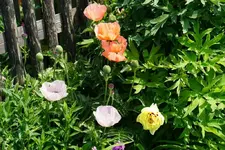DSC01949.webp