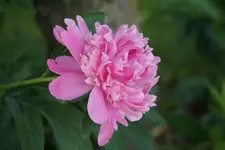 DSC01954.webp