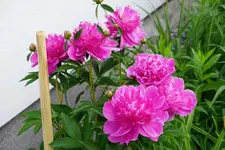 Mme. Butterfly.webp