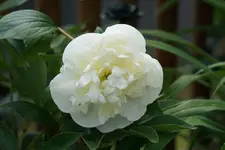 Primavera.webp