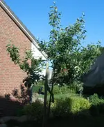 baum1.jpg