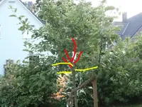 baum2.webp