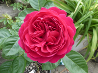 P1420800.webp