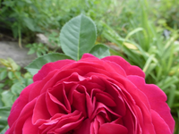 P1420802.webp