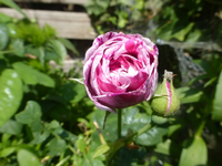 P1420636.webp