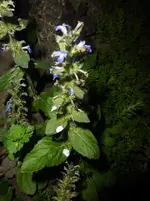 P1380259.webp
