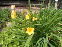 Stella d'Oro.webp
