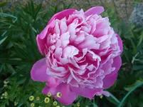 DSCN2497.webp