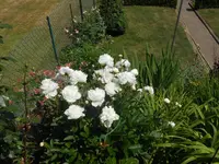 DSCN2495.webp