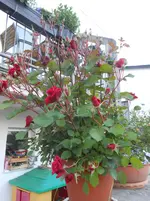 DSCN2510.webp