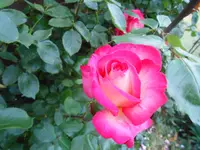DSCN2507.webp