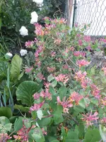 DSCN2502.webp