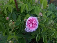 DSCN2501.webp