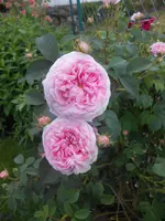 DSCN2500.webp
