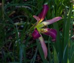 IMG_9124.jpg