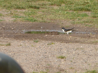 P1420733.webp