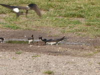 P1420737.webp