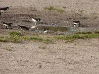 P1420751.webp