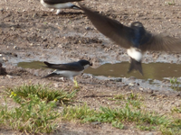 P1420754.webp