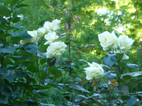 P1410834.webp