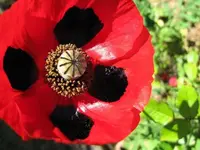 Copy of Mohn rot v.webp