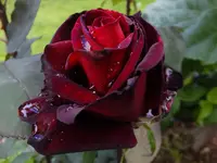 DSCF9283.webp