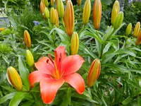 DSCF9298.webp