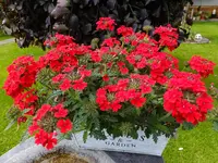 DSCF9297.webp