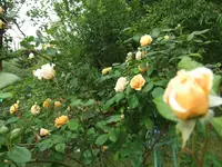 006.webp
