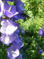 P1420360.webp