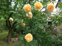 008.webp