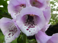 P1410720.webp